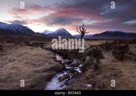 Winter-Blick von Rannoch Moor bei Sonnenuntergang mit toter Baum, gefrorene Stream und schneebedeckte Berge in Ferne, Schottland, Großbritannien Stockfoto