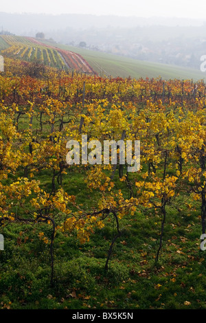 die Vari-farbigen fallen Weinberg in Mähren Stockfoto