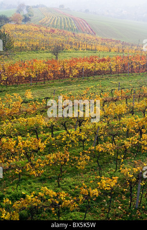 die Vari-farbigen fallen Weinberg in Mähren Stockfoto