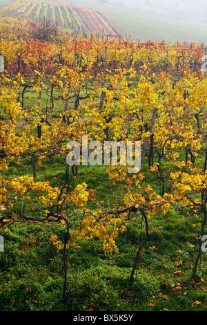 die Vari-farbigen fallen Weinberg in Mähren Stockfoto