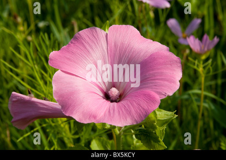 Malve Lavatera trimestris Stockfoto