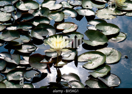 Seerose, Nymphaea Odorata Ait. "Sulfurea" Stockfoto