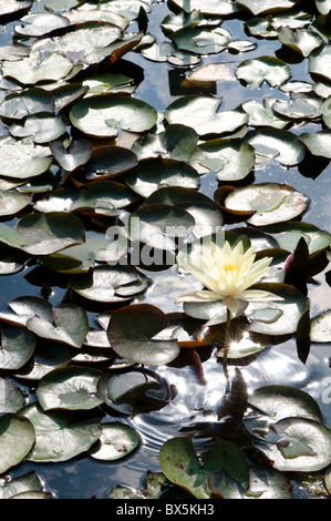 Seerose, Nymphaea Odorata Ait. "Sulfurea" Stockfoto