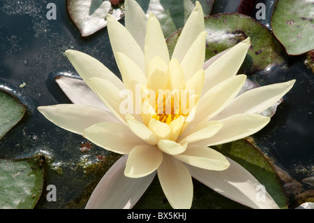 Seerose, Nymphaea Odorata Ait. "Sulfurea" Stockfoto