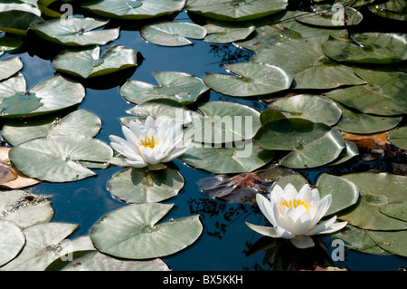 Seerose, Nymphaea Alba L. Stockfoto