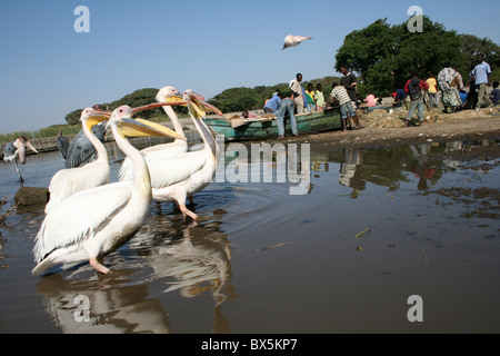 Großer weißer Pelikan Pelecanus Onocrotalus wird geworfen Stücke von Fisch, Lake Awasa Äthiopien Stockfoto