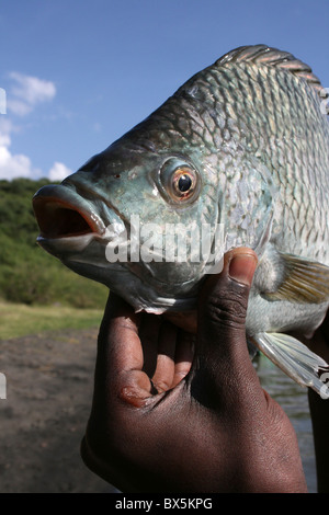 Tilapia-Fisch von den lokalen Fischern auf See Chamo, Äthiopien Stockfoto