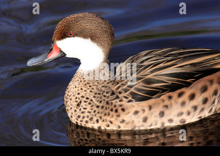 Weißen Wangen Pintail oder Bahama Pintail Anas Bahamensis schwimmen an Martin bloße WWT, Lancashire UK Stockfoto