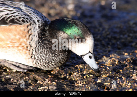 Männliche Chilöe Pfeifente (Anas sibilatrix Mareca sibilatrix) essen Korn bei Martin bloße WWT, Lancashire, Großbritannien Stockfoto