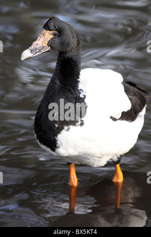 Magpie Goose Anseranas Semipalmata stehend im Wasser genommen bei Martin bloße WWT, Lancashire UK Stockfoto