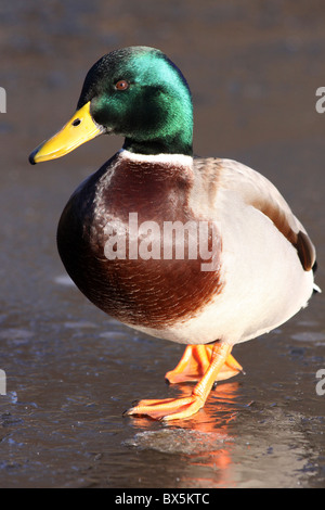 Männliche Stockente Anas Platyrhynchos stehend auf Eis bei Martin bloße WWT, Lancashire UK Stockfoto