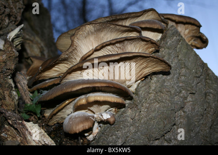 Braun Austernpilz Pleurotus Ostreatus zeigt Gill Struktur getroffen in Burscough, Lancashire Stockfoto