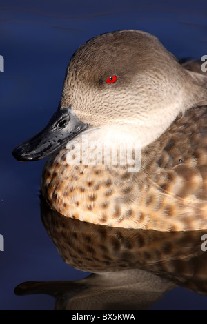 Patagonische Crested Ente Lophonetta Specularioides Specularioides enger sich der Kopf bei Martin bloße WWT, Lancashire UK Stockfoto