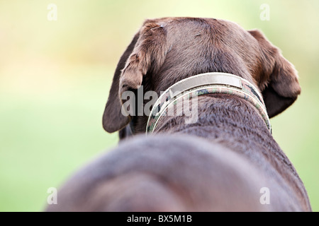 Schuss von Chocolate Labrador auf dem Lande Stockfoto