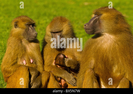 Guinea Baboon (Papio papio) Familie zusammen Stockfoto