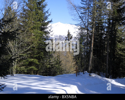 Winterlandschaft mit Schnee und Pinien Stockfoto