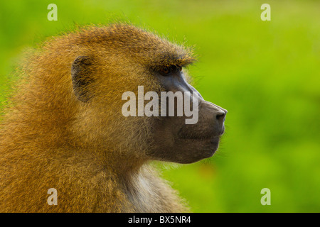 Guinea-Pavian (Papio Papio) Stockfoto