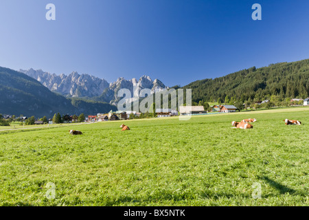 Kühe grasen auf einer Almwiese Stockfoto