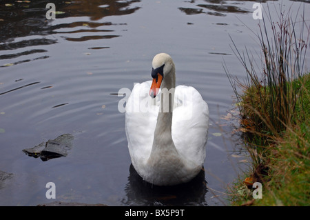 Erwachsenen Schwan auf See in wild Stockfoto