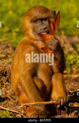 Guinea Baboon (Papio papio) mit einem Blatt Stockfoto