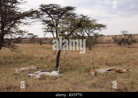 Löwe (Panthera Leo), Masai Mara, Kenia, Ostafrika, Afrika Stockfoto