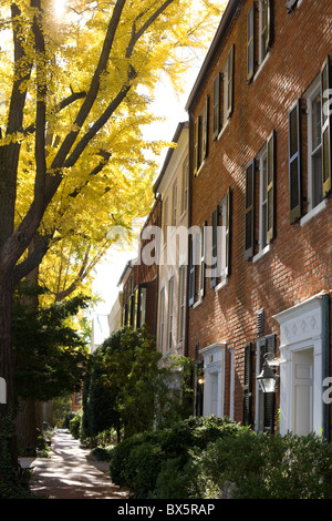 Ginkgo-Bäume säumen die Straße im Herbst, Georgetown, Washington, DC Stockfoto