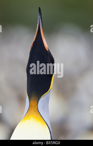 König Pinguin (Aptenodytes Patagonicus), Gold Harbour, Südgeorgien, Antarktis, Polarregionen Stockfoto