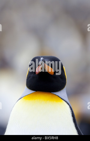 König Pinguin (Aptenodytes Patagonicus), Gold Harbour, Südgeorgien, Antarktis, Polarregionen Stockfoto