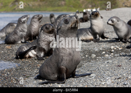 Welpen der antarktische Seebär (Arctocephalus Gazella), Husvik Island, Antarktis, Polarregionen Stockfoto