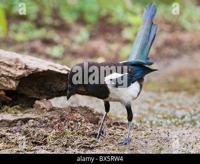 Elster (Pica Pica) auf der Suche nach Insekten Teich Stockfoto