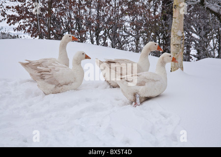 Weiße Hausgänse Embden oder Bremen Gans, im Schnee, Hampshire, England, Vereinigtes Königreich. Stockfoto