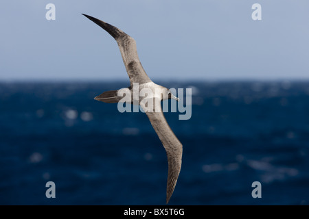 Licht-mantled sooty Albatross (Phoebetria Palpebrata), Südlicher Ozean, Antarktis, Polarregionen Stockfoto