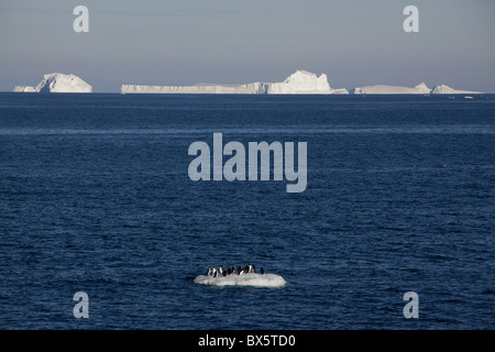 Adelie-Pinguine (Pygoscelis Adeliae) auf Eisscholle, Dumont d ' Urville, Antarktis, Polarregionen Stockfoto