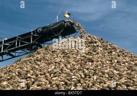 Förderwerk einzahlen Zuckerrüben auf einem Haufen, Stockfoto