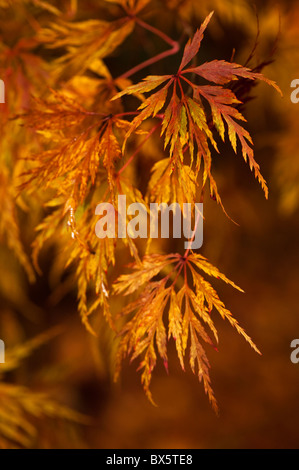 Acer Palmatum Dissetum 'Seiryu', Japanische Ahorn im Herbst Stockfoto