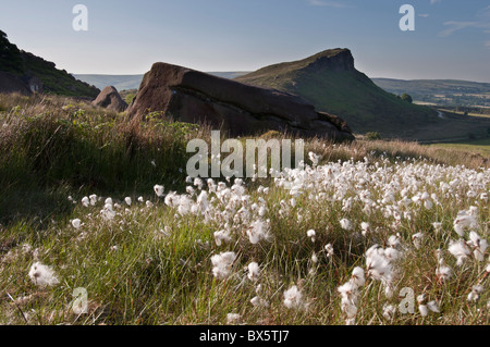 Gemeinsamen Wollgras, frühen Sommermorgen auf die Kakerlaken, The Peak District Stockfoto