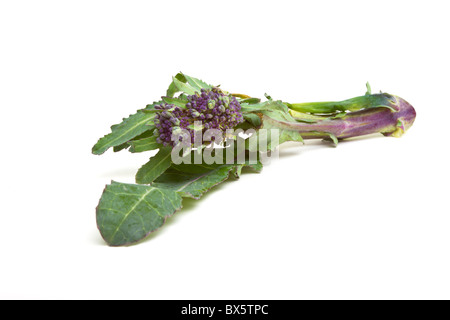 Lila sprießen Broccoli aus niedrigen Perspektive isoliert auf weiss. Stockfoto