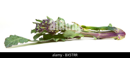 Lila sprießen Broccoli aus niedrigen Perspektive isoliert auf weiss. Stockfoto