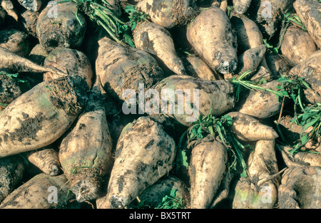 Geernteten Zuckerrüben Stockfoto