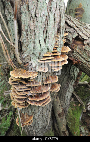 Erle-Halterung Pilze, Inonotus Radiatus, auf gemeinsame Erle Alnus Glutisona, Norfolk, Uk, Oktober, Stockfoto