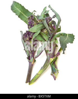 Lila sprießen Broccoli aus niedrigen Perspektive isoliert auf weiss. Stockfoto