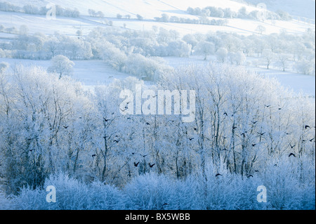 Eine Herde von Krähen fliegen vorbei Einfrieren Winterlandschaft nahe Builth Wells, Powys, Wales UK. 7. Dezember 2010 16.12hrs GMT Stockfoto