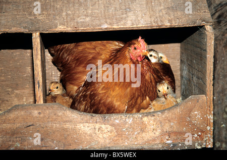 Glucke mit Küken, Nistkasten, Stockfoto