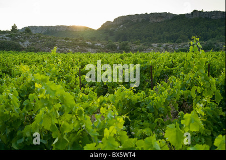 Weinberg in der Nähe von Fleury auf La Clape Kalkstein Massive im Bereich Aude Languedoc-Roussillon, Frankreich Stockfoto