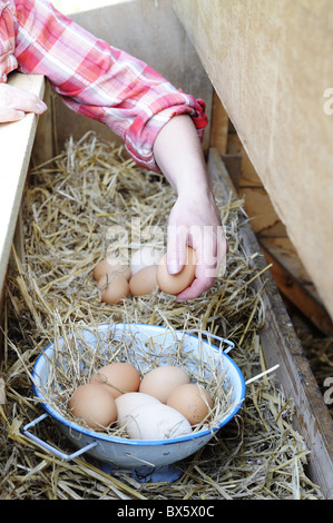 Frau sammeln von Eiern aus Freilandhaltung Garten Hühner, Norfolk, Uk, September Stockfoto