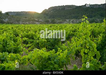 Weinberg in der Nähe von Fleury auf La Clape Kalkstein Massive im Bereich Aude Languedoc-Roussillon, Frankreich Stockfoto