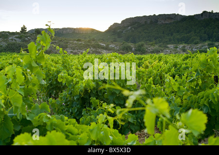 Weinberg in der Nähe von Fleury auf La Clape Kalkstein Massive im Bereich Aude Languedoc-Roussillon, Frankreich Stockfoto