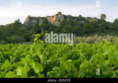 Weinberg in der Nähe von Fleury auf La Clape Kalkstein Massive im Bereich Aude Languedoc-Roussillon, Frankreich Stockfoto