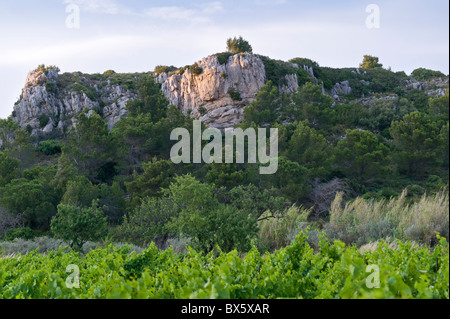 Weinberg in der Nähe von Fleury auf La Clape Kalkstein Massive im Bereich Aude Languedoc-Roussillon, Frankreich Stockfoto