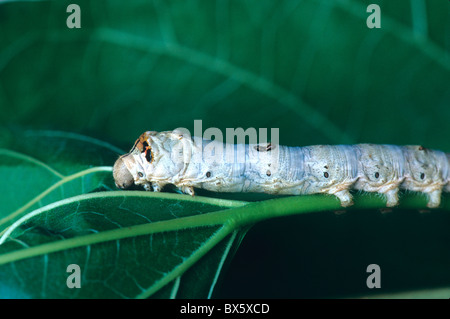 Seidenraupe, fünfte Instar Seidenraupe Larven ernähren sich von Mulberry Leaf, Stockfoto